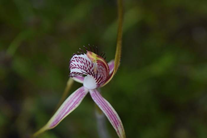 Caladenia - Orchid-spider-0022.JPG